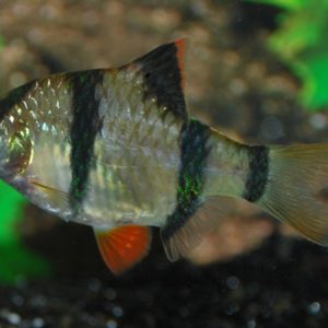 Tiger Barb (Puntius tetrazona)
