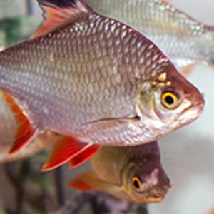 Tinfoil Barb (Barbodes schwanefeldii)