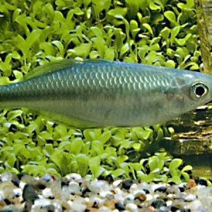 Turquoise Rainbow (Lacustris melanotaeniata)