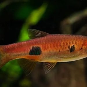Volcano Rasbora (Rasbora vulcanus)