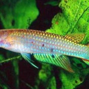 Werners Killie (Aplocheilus werner)