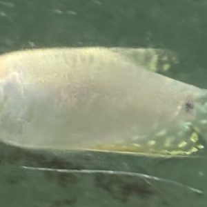 White Lavender Gourami