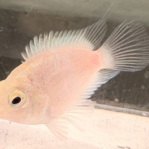 White Parrot Cichlid