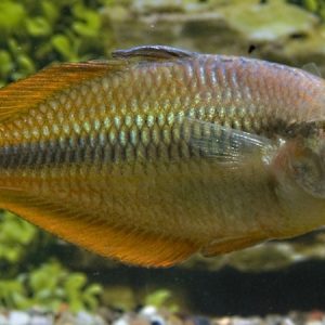 Yellow Rainbow (Melanotaenia herbertaxelrodi)
