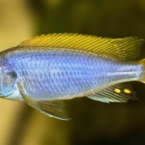 Yellow Tail Acei (Pseudotropheus acei)