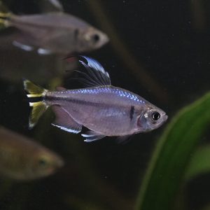 Yellow Tailed Congo Tetra