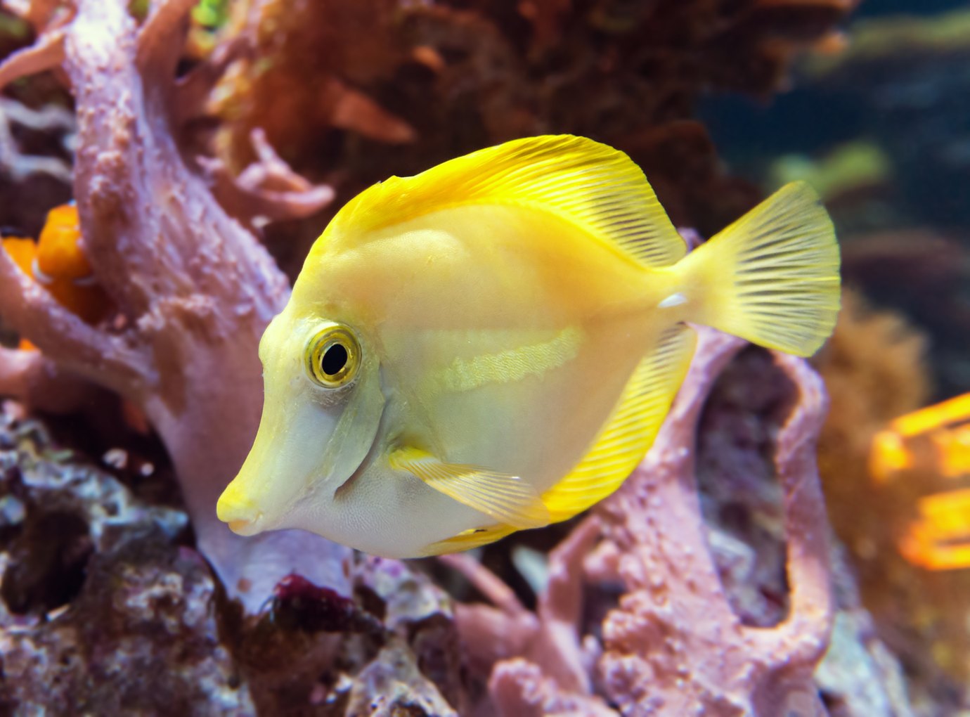 Yellow tang in a reef aquarium