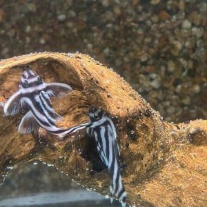 Zebra Plecostomus L46 (Hypancistrus zebra)
